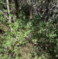 Gaudium trinervium at Fitzroy Falls - 3 Mar 2024 02:30 PM