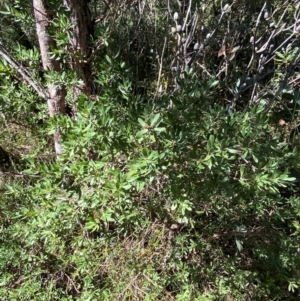 Gaudium trinervium at Fitzroy Falls - 3 Mar 2024 02:30 PM