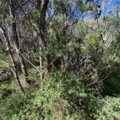 Gaudium trinervium at Fitzroy Falls - 3 Mar 2024 02:30 PM