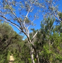 Eucalyptus racemosa (Narrow-leaved Scribbly Gum) at Fitzroy Falls - 3 Mar 2024 by Tapirlord