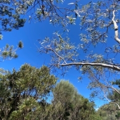Eucalyptus racemosa at Morton National Park - 3 Mar 2024 02:29 PM