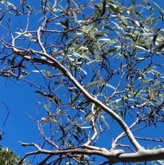 Eucalyptus racemosa at Morton National Park - 3 Mar 2024