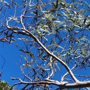 Eucalyptus racemosa at Morton National Park - 3 Mar 2024 02:29 PM