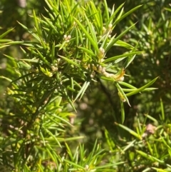 Dillwynia sieberi (Sieber's Parrot Pea) at Fitzroy Falls - 3 Mar 2024 by Tapirlord