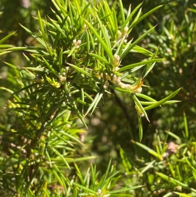 Dillwynia sieberi (Sieber's Parrot Pea) at Fitzroy Falls, NSW - 3 Mar 2024 by Tapirlord