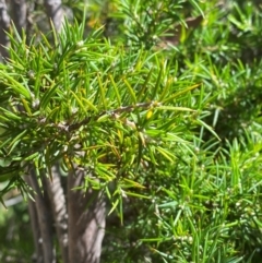 Dillwynia sieberi at Fitzroy Falls - 3 Mar 2024