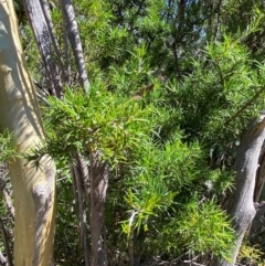 Dillwynia sieberi at Fitzroy Falls - 3 Mar 2024