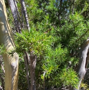 Dillwynia sieberi at Fitzroy Falls - 3 Mar 2024 02:29 PM