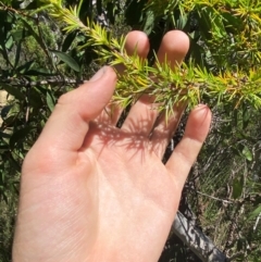 Dillwynia sieberi at Fitzroy Falls - 3 Mar 2024