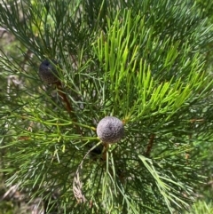 Isopogon anethifolius at Morton National Park - 3 Mar 2024 by Tapirlord