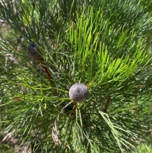 Isopogon anethifolius at Morton National Park - 3 Mar 2024