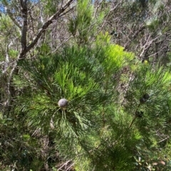 Isopogon anethifolius at Morton National Park - 3 Mar 2024 02:27 PM