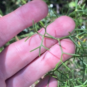 Petrophile sessilis at Fitzroy Falls - 3 Mar 2024