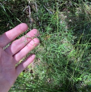 Petrophile sessilis at Fitzroy Falls - 3 Mar 2024