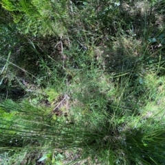 Petrophile sessilis at Fitzroy Falls - suppressed