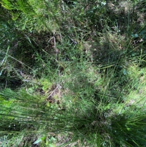 Petrophile sessilis at Fitzroy Falls - suppressed