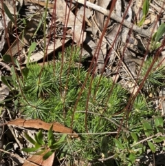 Stylidium lineare (Narrow-leaved Triggerplant) at Fitzroy Falls, NSW - 3 Mar 2024 by Tapirlord