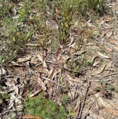 Stylidium lineare at Fitzroy Falls - 3 Mar 2024