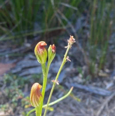 Pterostylis furva (Swarthy Tiny Greenhood) at Fitzroy Falls, NSW - 3 Mar 2024 by Tapirlord