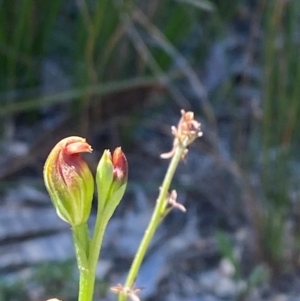 Pterostylis furva at Fitzroy Falls - 3 Mar 2024