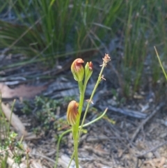 Speculantha furva at Fitzroy Falls - 3 Mar 2024