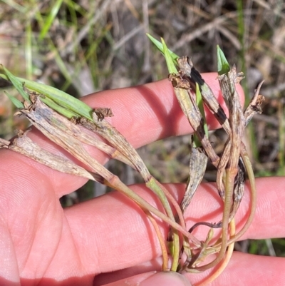 Blandfordia nobilis (Christmas Bells) at Wingecarribee Local Government Area - 3 Mar 2024 by Tapirlord