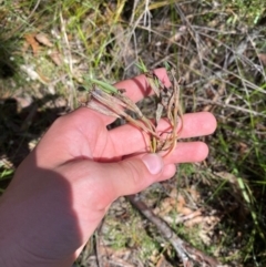 Blandfordia nobilis at Fitzroy Falls - suppressed