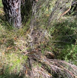 Blandfordia nobilis at Fitzroy Falls - suppressed