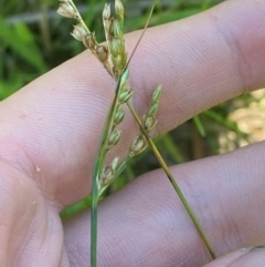 Juncus subsecundus (Finger Rush) at Wingecarribee Local Government Area - 3 Mar 2024 by Tapirlord