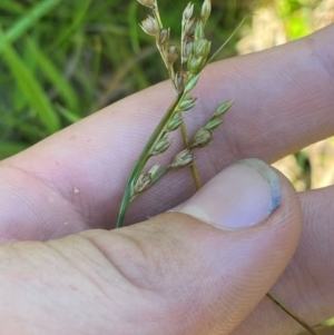 Juncus subsecundus at Fitzroy Falls - 3 Mar 2024 02:16 PM