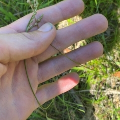 Juncus subsecundus at Fitzroy Falls - 3 Mar 2024