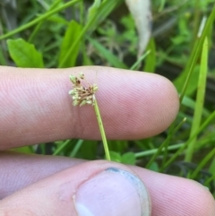 Isolepis prolifera at Fitzroy Falls, NSW - 3 Mar 2024 by Tapirlord