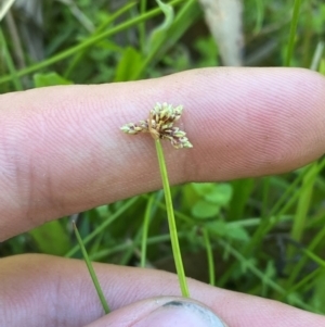 Isolepis inundata at Fitzroy Falls - 3 Mar 2024 02:15 PM