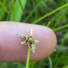 Isolepis prolifera at Fitzroy Falls - 3 Mar 2024