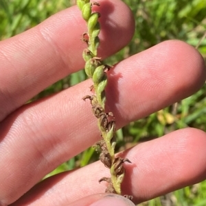 Spiranthes australis at Fitzroy Falls - 3 Mar 2024