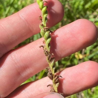 Spiranthes australis (Austral Ladies Tresses) at Wingecarribee Local Government Area - 3 Mar 2024 by Tapirlord