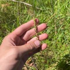 Spiranthes australis at Fitzroy Falls - suppressed