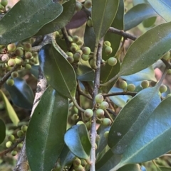 Myrsine howittiana (Brush Muttonwood) at Fitzroy Falls, NSW - 3 Mar 2024 by Tapirlord