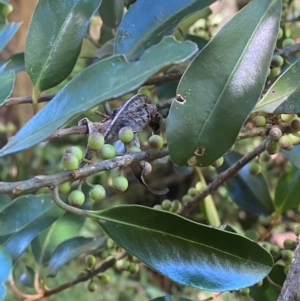 Myrsine howittiana at Morton National Park - 3 Mar 2024