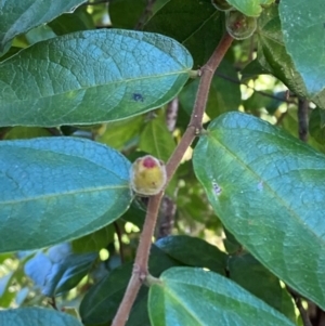 Ficus coronata at Morton National Park - 3 Mar 2024