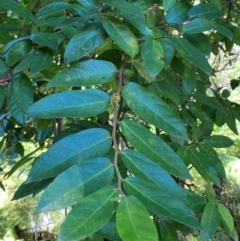 Ficus coronata at Morton National Park - 3 Mar 2024 01:43 PM