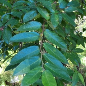 Ficus coronata at Morton National Park - 3 Mar 2024