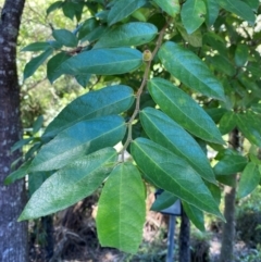 Ficus coronata at Morton National Park - 3 Mar 2024 01:43 PM