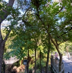 Ficus coronata at Morton National Park - 3 Mar 2024