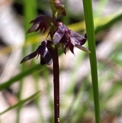 Corunastylis woollsii (Dark Midge Orchid) at Robertson - 3 Mar 2024 by Tapirlord