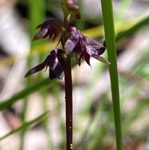 Corunastylis woollsii (Dark Midge Orchid) at Budderoo National Park by Tapirlord