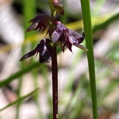 Corunastylis woollsii (Dark Midge Orchid) at Wingecarribee Local Government Area - 3 Mar 2024 by Tapirlord