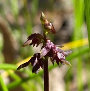 Corunastylis woollsii at Budderoo National Park - 3 Mar 2024