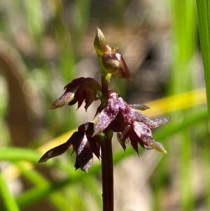 Corunastylis woollsii at Budderoo National Park - suppressed