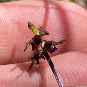 Corunastylis woollsii at Budderoo National Park - suppressed